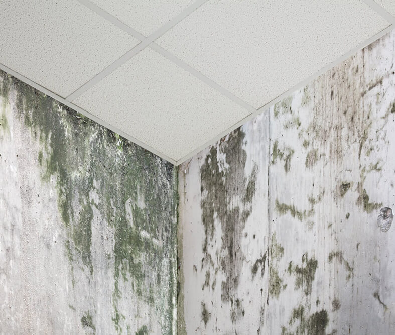 Complete-Mold-Inspection-&-Removal-Services